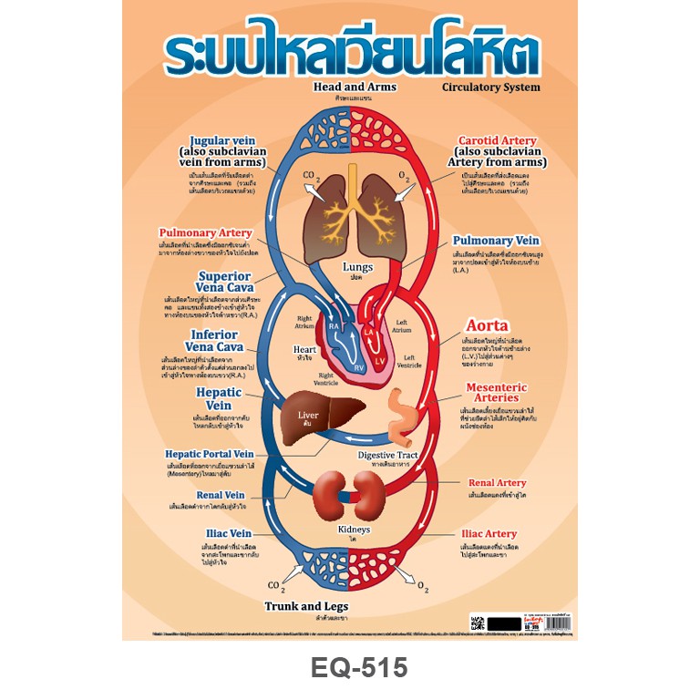 โปสเตอร์กระดาษ ระบบไหลเวียนโลหิต #EQ-515