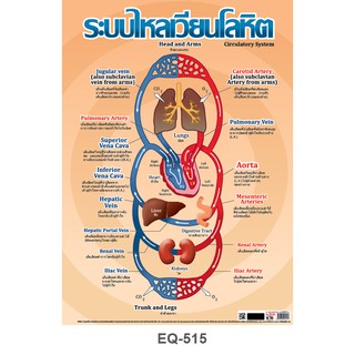 โปสเตอร์กระดาษ ระบบไหลเวียนโลหิต #EQ-515
