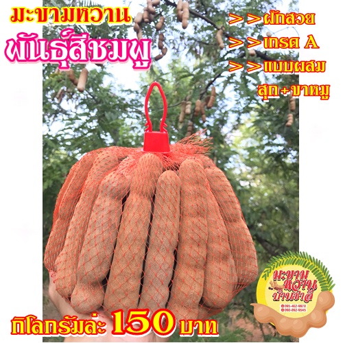 มะขามหวานเพชรบูรณ์ พันธุ์สีชมพู สุก 100% (แบบฝักสวย) แพ็คถุงละ 1 กิโล รสชาติหวานอมเปรี้ยว (หวาน80%-90%) เนื้อแห้ง ตัดสดๆ