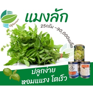 แมงลัก ~90,000 เมล็ด (Hoary Basil)​