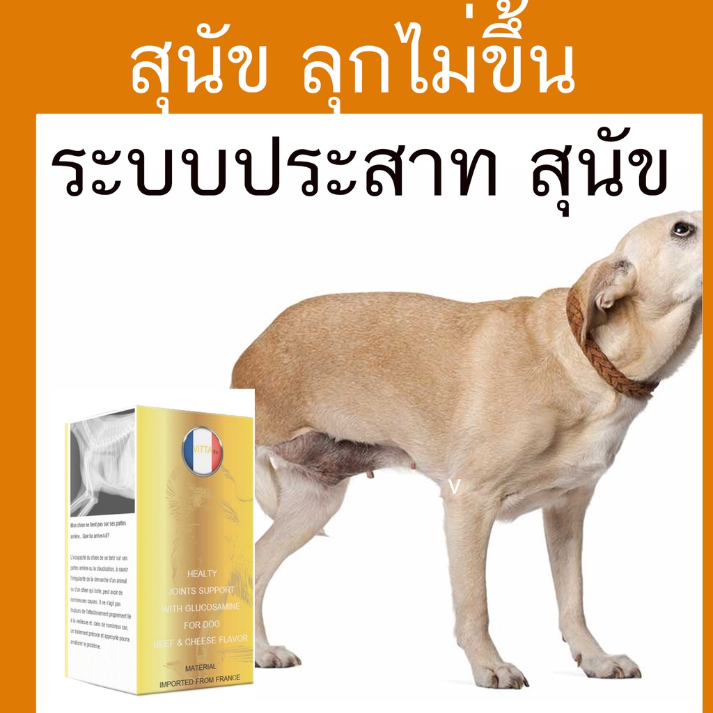 CalFlex pantip Calflex สุนัข calflex ดีไหม pantip CalFlex สุนัขบ่ำรุ่งประส่าท สุนัข ย าบ่ำรุ่งสม อง 