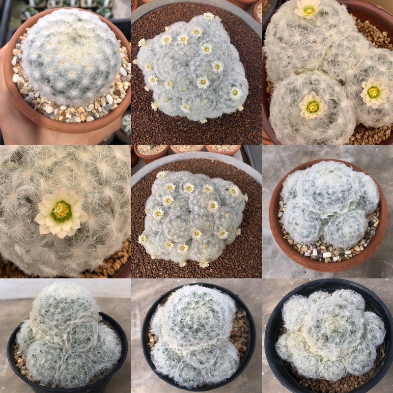 แมมมิลาเรีย ฟอร์มกอ โคลนญี่ปุ่น แมมขนนกร่ม แมมขนนกขาว แคคตัส กระบองเพชร (Mammillaria Plumosa)