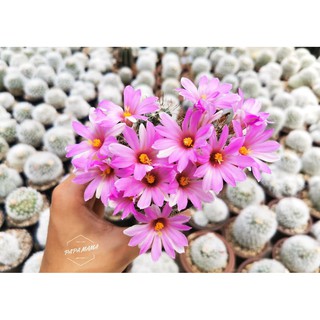 แมมหนามแดง Mammillaria mazatlanensis ดอกสีชมพูหวาน แคคตัส กระบองเพชร