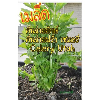 เมล็ด คื่นฉ่ายยักษ์ คื่นฉ่ายฝรั่ง เซเลอรี่ 150 เมล็ด Celery Utah Seedเมล็ดพันธุ์แท้100%นำเข้าจากต่างประเทศ