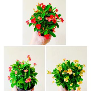 DDPLANTS โป๊ยเซียนแคระ 5 สี ต้นไม้มงคล