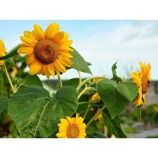 Sun spot dwarf cola sunflower เมล็ดพันธุ์ทานตะวันซันสปอท