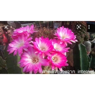 แคคตัส cactus หน่อเด็ดสด โบลิเวีย Lobivia Susana ดอกสีทูโทน ชมพูขาว ออกดอกง่าย  ขนาด 2.3 - 3.2 ซม.