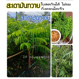 สะเดามันทวาย ไม่ขม กินสดได้  (พร้อมส่ง) #กิ่งตอน เป็นพุ่มโตเ…