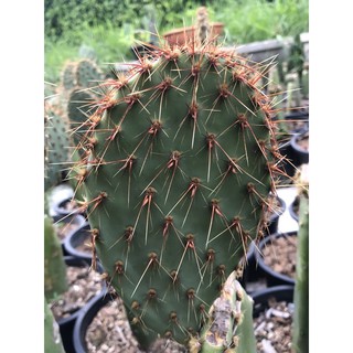 opuntia strigil  ตัดสด ขนาด10เซนขึ้นไป