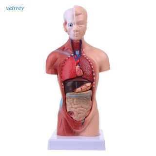 VA   Human Torso Body Model Anatomy Anatomical Medical Internal Organs For Teaching 9FIF