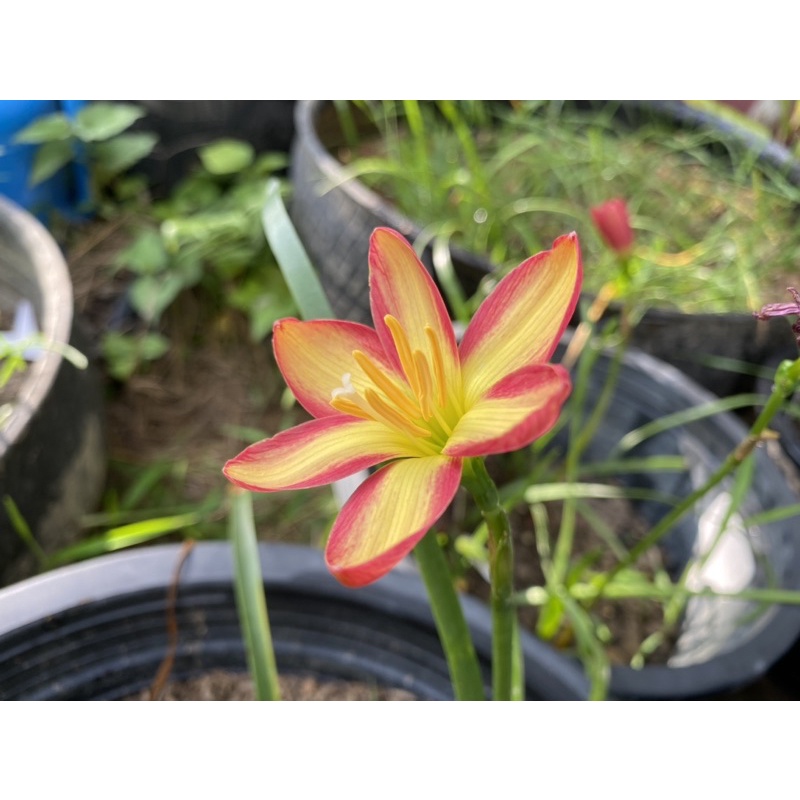 244ม.หัวดอกบัวดิน Snumpy หัวละ 50 บาท - รูปที่ 3