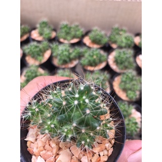 แคคตัสฟองสบู่#แมมฟองสบู่ mammilaria Golden Navajo# จัดสวนถาด# cactus ต้นไม้ประดับ# ไม้มินิมอล# พืชทนแล้ง