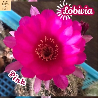 [โลบิเวียดอกชมพู] Lobivia Pink Flower  ส่งพร้อมกระถาง แคคตัส Cactus Succulent Haworthia Euphorbia ไม้หายาก พืชอวบน้ำ