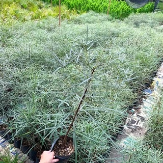 บอทเทิลทรี (Queensland bottle tree)ต้นขวด ไม้ยักใหญ่ สูง 65-75 ซม.