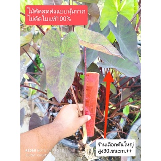 แบล็คเมจิกกลาย (ตัดสด) Colocasia esculenta Black Magic (variegata)