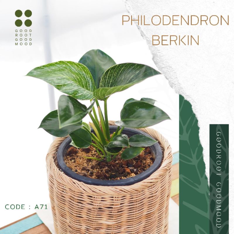 philodendron Berkin กระถางดำ 10"  ถ่ายจากต้นที่ขายจริง