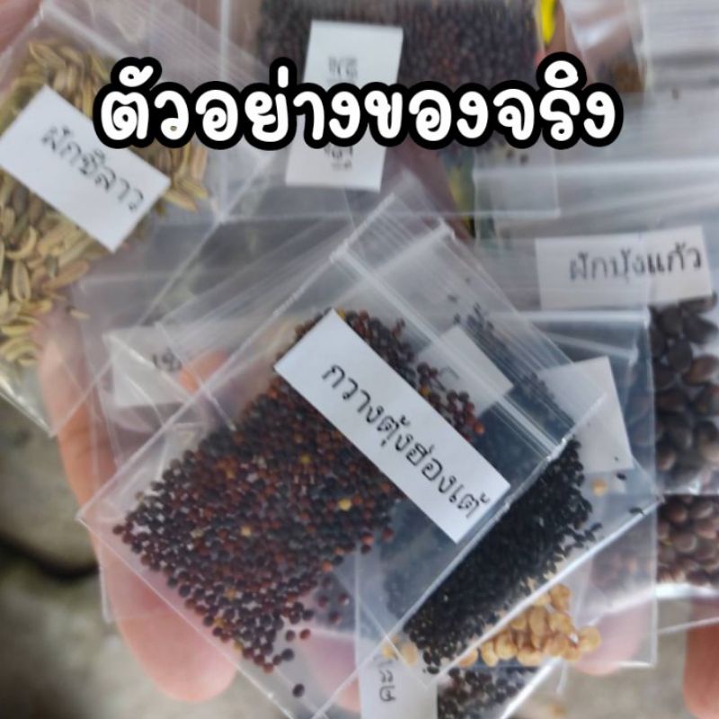 เมล็ดผักกาดขาวปลี 280 เมล็ด ผักสวนครัว เมล็ดผัก5บาท - รูปที่ 2