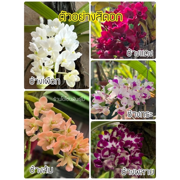 กล้วยไม้ขายดี กล้วยไม้ช้าง 5 สี กลิ่นหอมมาก (ส่งตรงจากสวน)