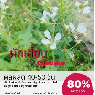 เมล็ดพันธุ์ ผักเสี้ยนไทย ผักเสี้ยน (ซื้อ 10 แถม 1 คละอย่างได้)