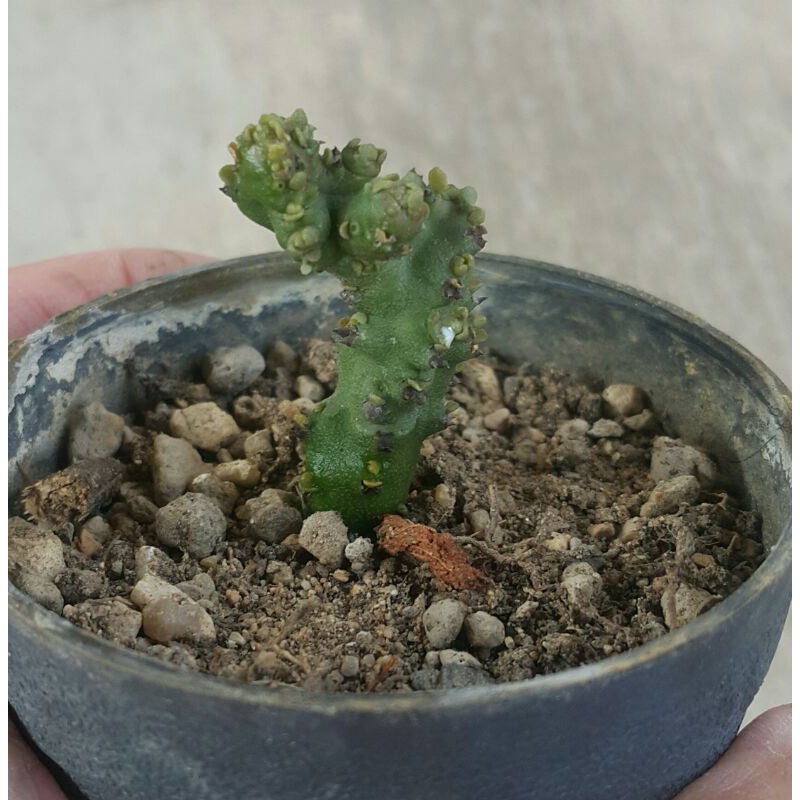 หน่อ กระบองเพชร แคสตัส ไม้อวบน้ำ castus ยูโฟเบีย แลคเทีย คริสตาต้า ช็อคโกแลต