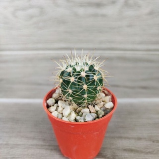 แคคตัส กระบองเพชร เมโลแคคตัส หนามขาว (Melocactus) ต้นเล็ก 3-4 ซม.