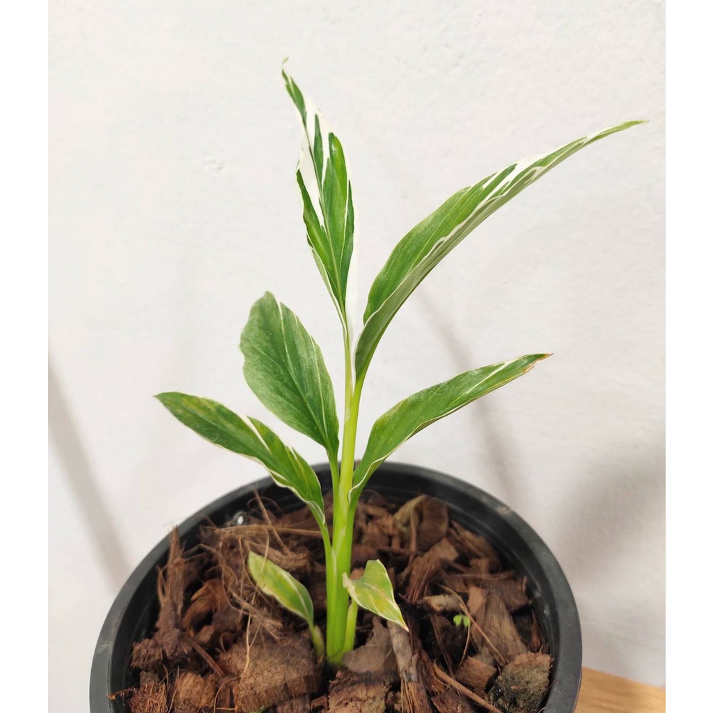 มีประกัน ส่งไว ต้นข่าด่างขาว ลายสวย ส่งแบบห่อตุ้ม รับรองปลอดภัย ว่านพญามือเหล็ก - Alpinia sandrerae