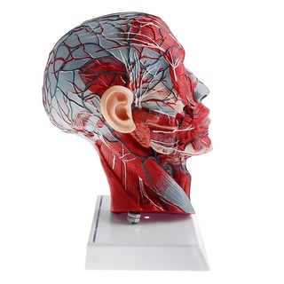 [Shiwaki Shopee]Sagittal Plane 1:1 Human Head Skeleton Neck Vessel Nerve Anatomical Model