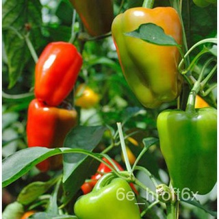 SULIT PACK!Hybrid Bell Pepper Seeds (20pcs seeds) For planting/Easy to plant/High Yieldพาสต้า/กระโปรง/มะละกอ/คื่นฉ่าย/แม