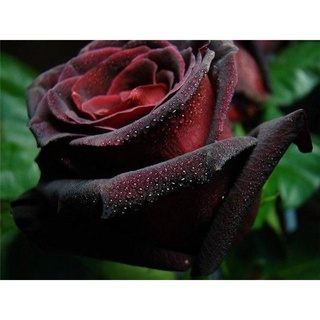 25 เมล็ด เมล็ดกุหลาบ สีดำ ดอกใหญ่ กุหลาบ  Rose seeds