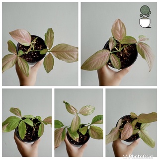 เงินไหลมาด่างชมพู syngonium podophyllum pink splash จากต้นแม่เดียวกันค่ะ