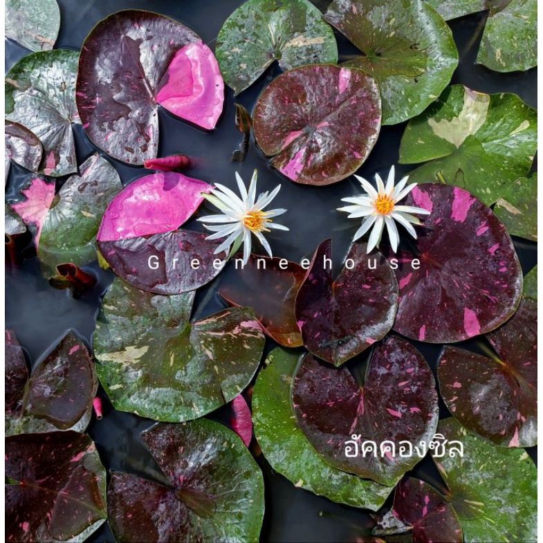 บัวฝรั่งด่างชื่ออัคคองซิล Waterlily บัวด่าง3สีสลับลายต้นใหญ่ ไซต์Lเป็นต้นไป