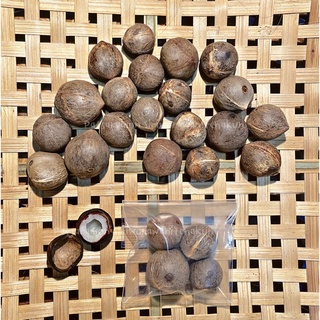 ‼️พร้อมส่ง‼️ มะพร้าวจิ๋ว มะพร้าวชิลี [ 25g. 3-4 ลูก ]สำหรับกระรอกและสัตว์เลี้ยงฟันแทะ (ปลูกได้)