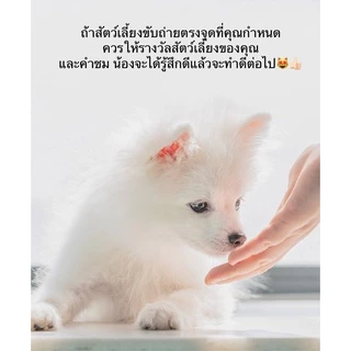 PP-356 สเปรย์ฝึกขับถ่าย สำหรับสัตว์เลี้ยง ฝึกฉี่ ฝึกขับถ่าย สำหรับสุนัขและแมว ปลอดภัย ไร้สารตกค้าง พร้อมส่ง! 🐶🐱
