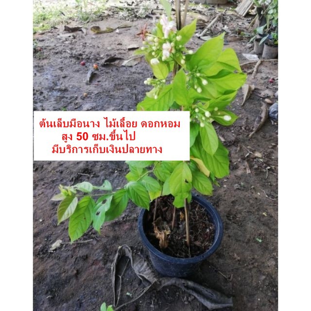 ต้นเล็บมือนาง​ดอกหอม กระถาง​ 8​ นิ้ว​ ราคา​ 80บาทค่ะ**สินค้าขายดี**