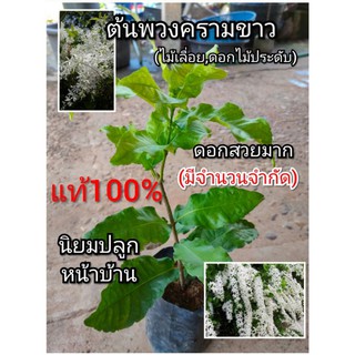 ต้นพวงครามขาวแท้100% ดอกสีขาว ไม้เลื่อย ดอกไม้ประดับ(มีจำนวนจำกัด)