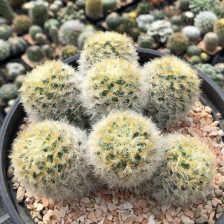 💖🌼Mammillaria  carmenae นุ้งหยอยของแม่หัวจะฟูไปไหนลู้กกก🌳🌳