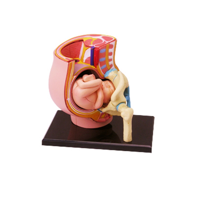 Human Anatomy Model 4D MASTERของเล่นตัวต่อเพื่อการศึกษาแบบจำลองกายวิภาคของอวัยวะการตั้งครรภ์ของมนุษย์แบบจำลองการสอนทางกา