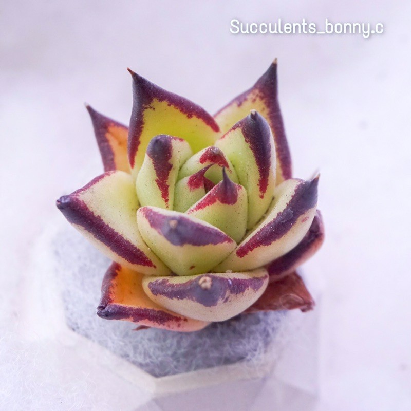 succulents Ebony 🌵🌈🌵