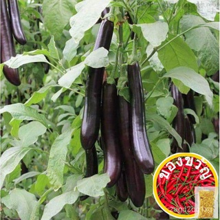 Bonsai Eggplant Vegetable Seeds通心菜/种子/生菜/苹果/儿童/园艺/男装/seeds/手链/木瓜/ CA4J