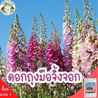 เมล็ดพันธุ์ ดอกถุงมือจิ้งจอก คละสี 200 เมล็ด Digitalis Foxglove เมล็ดพันธุ์แท้ นำเข้าจากต่างประเทศ ปลูกดอกไม้ โตไว ถูก