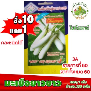 (ซื้อ10แถม1) เมล็ดพันธุ์ มะเขือยาว ขาว Eggplant ประมาณ 200เมล็ด 3A สามเอ ผักสวนครัว เมล็ดพันธุ์พืช เมล็ดผัก เม็ดผัก