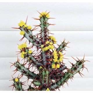 ยูโฟเบียเอรูจิโนซ่า Euphorbia Aeruginosa กระบองเพชร แคคตัส