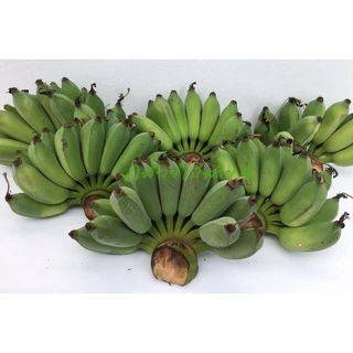 หน่อกล้วยน้ำว้า ปากช่อง 50 (Pisang Awak Banana Shoot) สั่งซื้อได้ไม่เกิน 5 หน่อต่อ 1 คำสั่งซื้อค่ะ