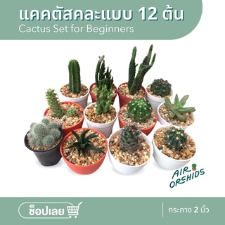 แคคตัสคละแบบ 12 ต้น (Assorted Cactus for Beginners ) กระถาง 2 นิ้ว