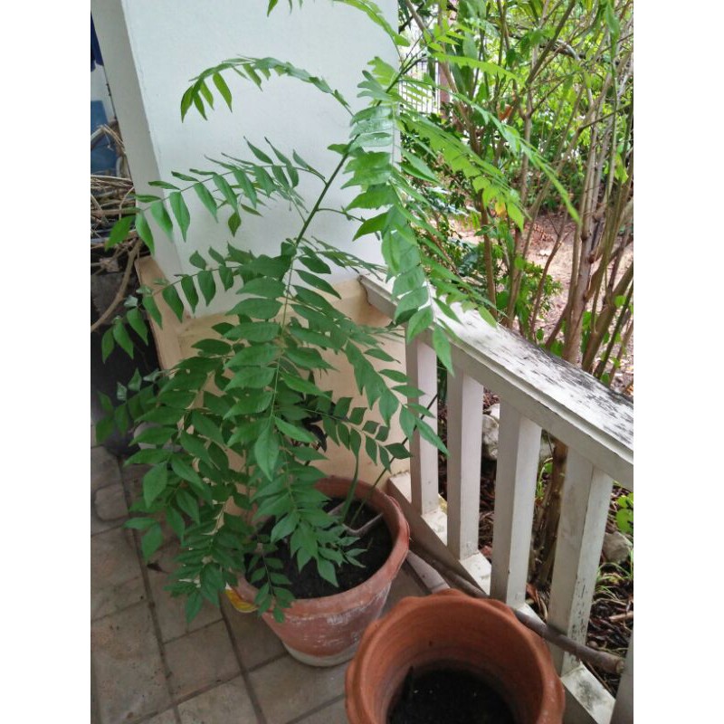 Curry leaves ใบแกงแขก