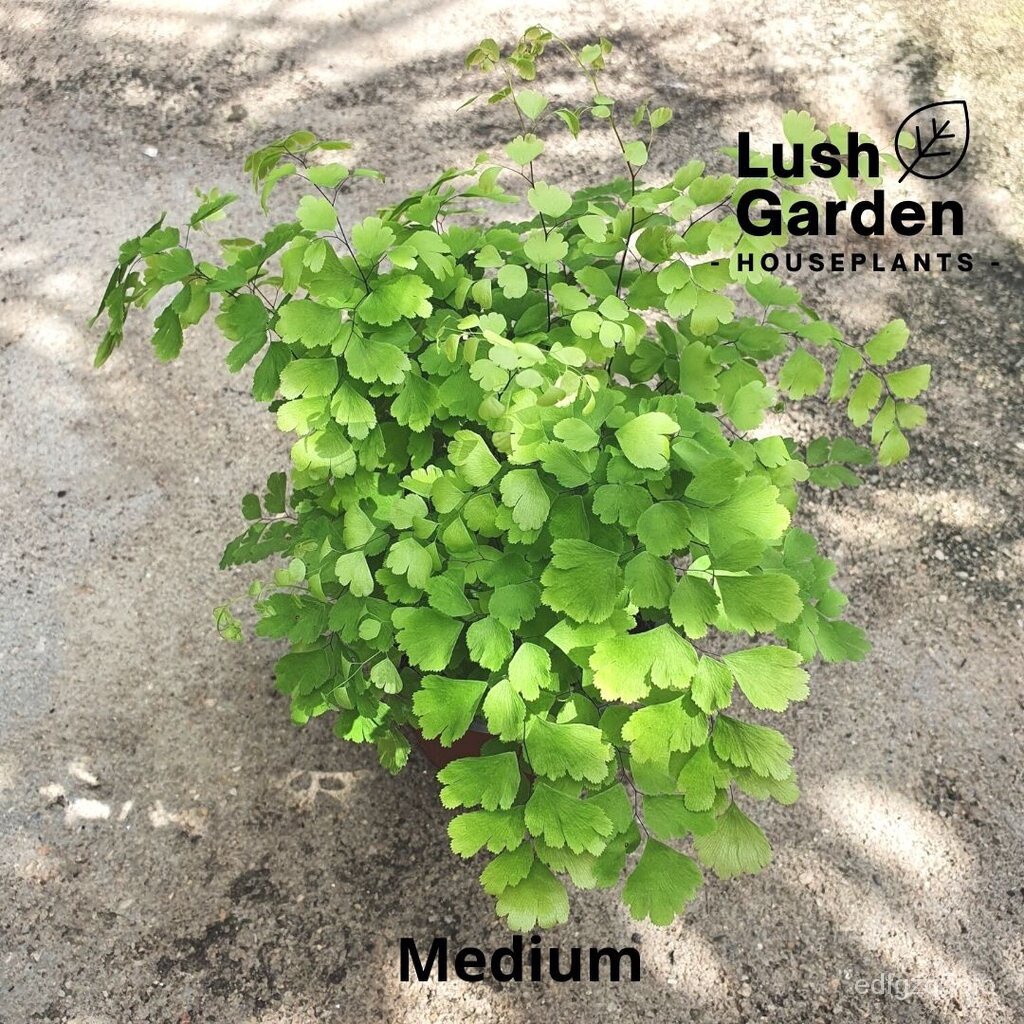 Maidenhair Fern Adiantum Maidenhair เฟิร์น 120mm Pot Live Plant Pokok Hiasan [Lush Garden]园艺/母婴/seed