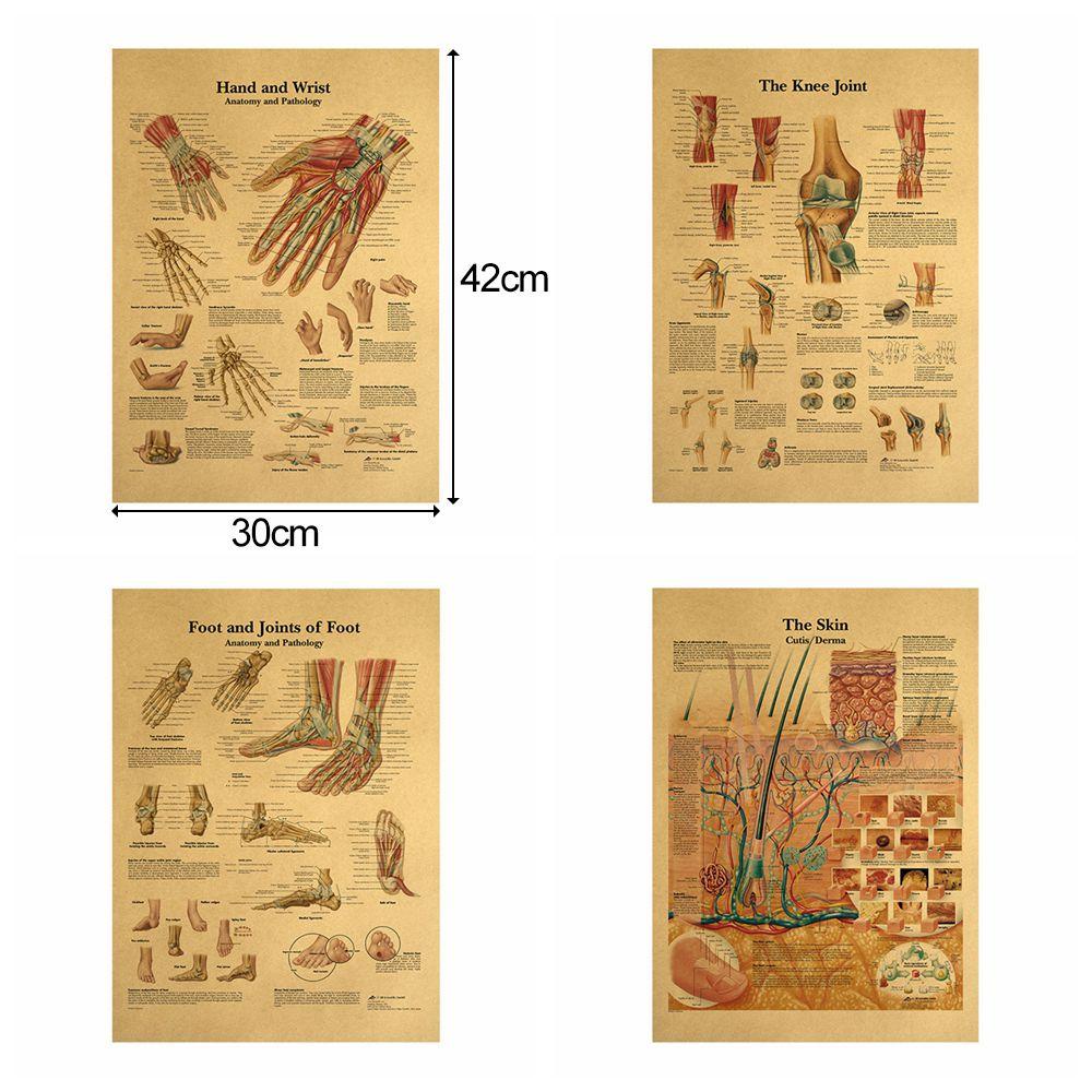 TOP 42x30cm Kraft Paper Poster Cafe Bar Retro Anatomy Picture The Human ...