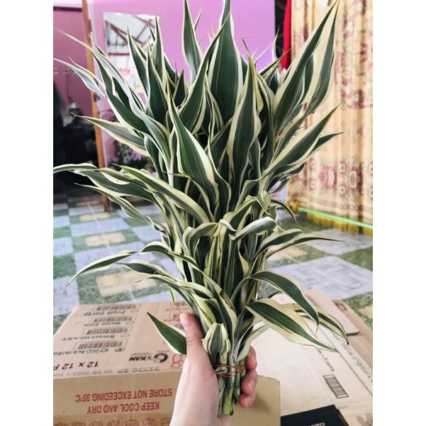 [500-1000 กิ่ง] ไผ่กวนอิมหลุดQC