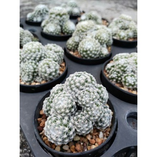 แมม.ลูกกอล์ฟ Mammillaria humboldtii Ehrenb.