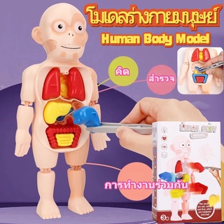 👣COD👣 โมเดลร่างกายมนุษย์ Human Body Model ของเล่นแนววิทยาศาสตร์ ทราบ ระบบร่างกายมนุษย์ เด็ก เกี่ยวกับการศึกษา ของเล่น